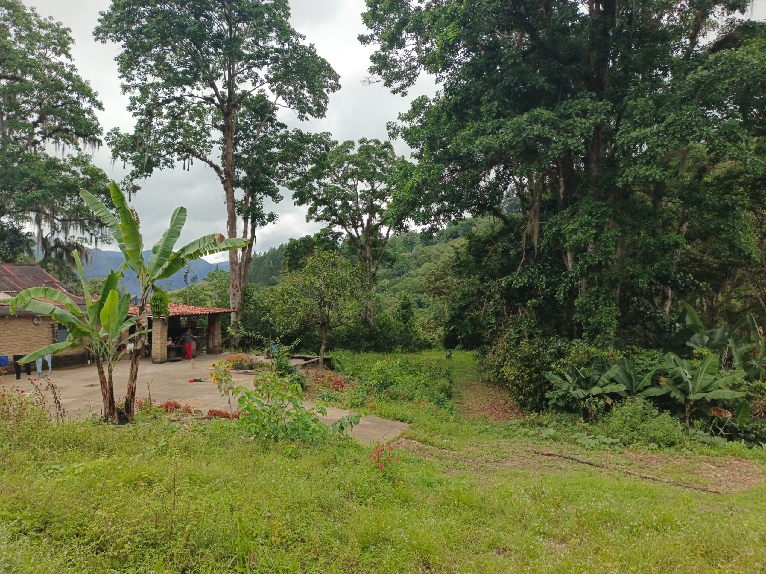 En Caripe, se vende hacienda 