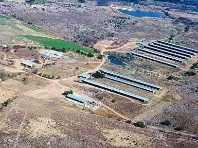 Granja Productoras de Huevos Comercial en Ven